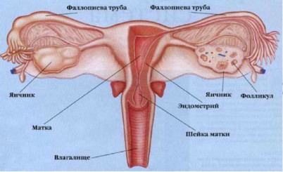внутренние женские половые органы